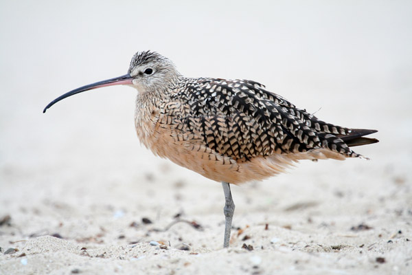 Long-billed Curlew